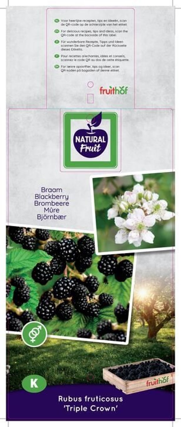 Rubus f. 'Triple Crown' - C7,5 125-150 CM